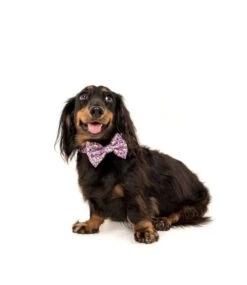 Big And Little Dogs Big And Little Dogs Halsband One Of A Kind ( LARGE ) -Hondenmode big and little dogs halsband one of a kind large 5