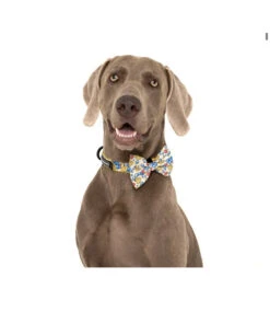 Big And Little Dogs Big And Little Dogs Halsband Rubber Ducky ( SMALL ) -Hondenmode big and little dogs halsband rubber ducky small 4