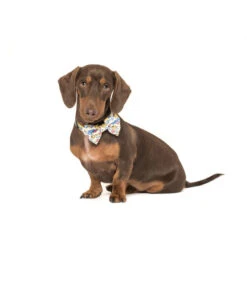 Big And Little Dogs Big And Little Dogs Halsband Rubber Ducky ( SMALL ) -Hondenmode big and little dogs halsband rubber ducky small 6