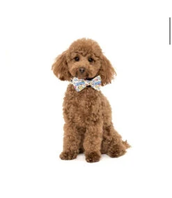 Big And Little Dogs Big And Little Dogs Halsband Rubber Ducky ( SMALL ) -Hondenmode big and little dogs halsband rubber ducky small 7