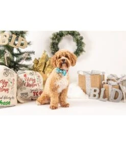 Big And Little Dogs Big And Little Dogs Halsband Santa's Reindeers -Hondenmode big and little dogs halsband santas reindeers 3