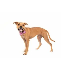 Big And Little Dogs Big And Little Dogs Halsband Sea Life ( M & L ) -Hondenmode big and little dogs halsband sea life m l 1