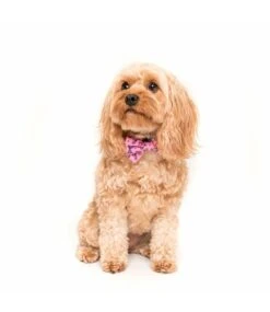 Big And Little Dogs Big And Little Dogs Halsband Sea Life ( M & L ) -Hondenmode big and little dogs halsband sea life m l 2