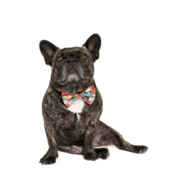 Big And Little Dogs Big And Little Dogs Halsband Silly Season ( XS & M ) -Hondenmode big and little dogs halsband silly season xs m 4