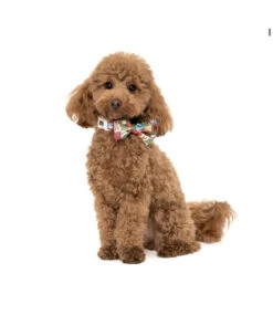 Big And Little Dogs Big And Little Dogs Halsband Silly Season ( XS & M ) -Hondenmode big and little dogs halsband silly season xs m 6