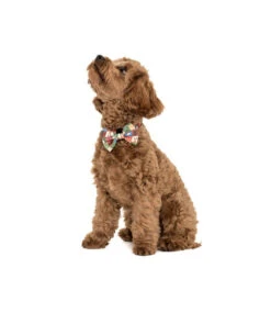 Big And Little Dogs Big And Little Dogs Halsband Silly Season ( XS & M ) -Hondenmode big and little dogs halsband silly season xs m 7