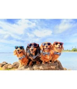 Big And Little Dogs Big And & Little Dogs Halsband Tropical Paradise -Hondenmode big and little dogs halsband tropical paradise 1