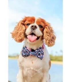 Big And Little Dogs Big And & Little Dogs Halsband Tropical Paradise -Hondenmode big and little dogs halsband tropical paradise 4