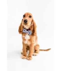 Big And Little Dogs Big And & Little Dogs Halsband Tropical Paradise -Hondenmode big and little dogs halsband tropical paradise 5