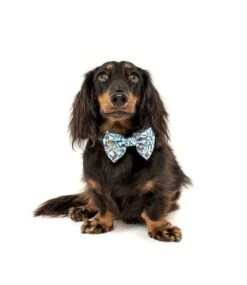 Big And Little Dogs Big And Little Dogs Halsband Under Construction ( MEDIUM ) -Hondenmode big and little dogs halsband under construction me 3