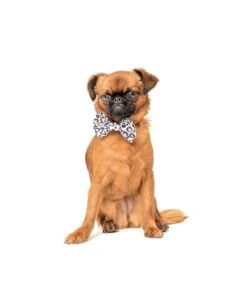 Big And Little Dogs Big And Little Dogs Halsband Wild Love ( MEDIUM ) -Hondenmode big and little dogs halsband wild love medium 2