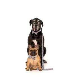 Big And Little Dogs Big And Little Dogs Halsband Wild Love ( MEDIUM ) -Hondenmode big and little dogs halsband wild love medium 3