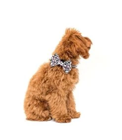 Big And Little Dogs Big And Little Dogs Halsband Wild Love ( MEDIUM ) -Hondenmode big and little dogs halsband wild love medium 4