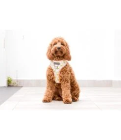 Big And Little Dogs Big And Little Dogs Let's Avo Cuddle -Hondenmode big and little dogs lets avo cuddle 3