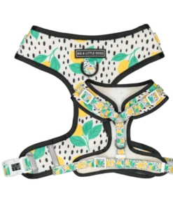 Big And Little Dogs Big And Little Dogs Main Squeeze