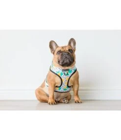 Big And Little Dogs Big And Little Dogs Main Squeeze -Hondenmode big and little dogs main squeeze 3