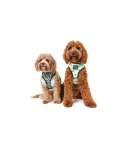 Big And Little Dogs Big And Little Dogs Reversible Crikey Croc -Hondenmode big and little dogs reversible crikey croc 3