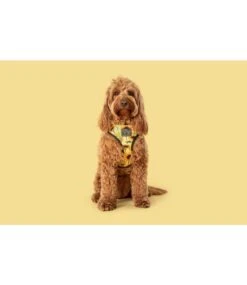 Big And Little Dogs Big And Little Dogs Reversible Harness Sunny Vibes -Hondenmode big and little dogs reversible harness sunny vibes 4