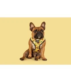 Big And Little Dogs Big And Little Dogs Reversible Harness Sunny Vibes -Hondenmode big and little dogs reversible harness sunny vibes 6