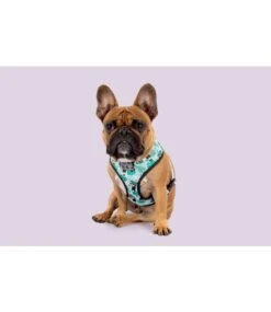 Big And Little Dogs Big And Little Dogs Reversible Harness Toucan Do It -Hondenmode big and little dogs reversible harness toucan do i 3