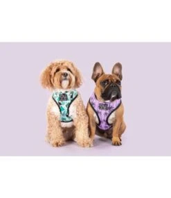 Big And Little Dogs Big And Little Dogs Reversible Harness Toucan Do It -Hondenmode big and little dogs reversible harness toucan do i 6
