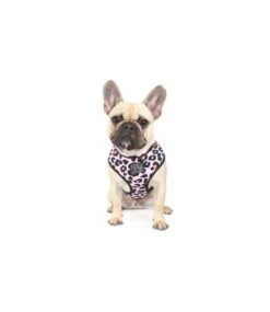 Big And Little Dogs Big And Little Dogs Reversible Spotted Leopard -Hondenmode big and little dogs reversible spotted leopard 3