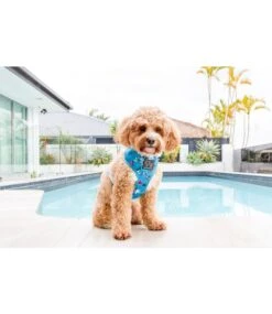 Big And Little Dogs Big And Little Dogs Reversible Surf's Up -Hondenmode big and little dogs reversible surfs up 3