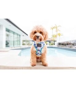 Big And Little Dogs Big And Little Dogs Reversible Surf's Up -Hondenmode big and little dogs reversible surfs up 4