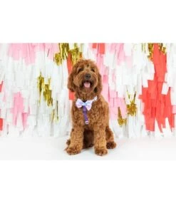Big And Little Dogs Big And Little Dogs Strap Harness Tie Dye For -Hondenmode big and little dogs strap harness tie dye for 2
