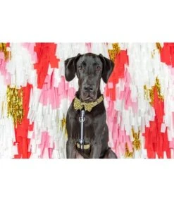 Big And Little Dogs Big And Little Dogs Strap Harness Wild Thing -Hondenmode big and little dogs strap harness wild thing 2