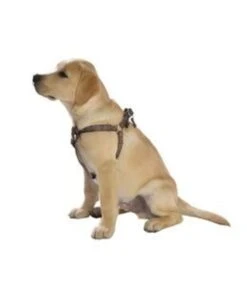 Bobby Bobby SAFE Harness Blue 5 Bobby Bobby SAFE Harness Blue -Hondenmode bobby safe harness blue 1