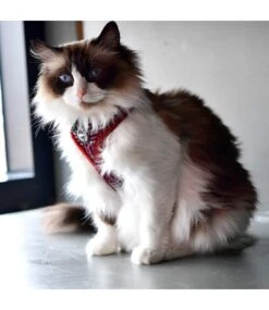 Catspia Catspia Katten Tuigje Neve Harness Wine -Hondenmode catspia katten tuigje neve harness wine 2