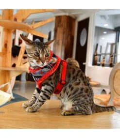 Catspia Catspia Katten Tuigje Penelope Harness Red -Hondenmode catspia katten tuigje penelope harness red 2