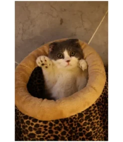 Catspia Catspia Snuggle Cat Cave Brown Leopard -Hondenmode catspia snuggle cat cave brown leopard 4