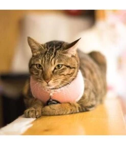 Catspia Catspia Tia Harness Indian Pink (alleen Large) 6 Catspia Catspia Tia Harness Indian Pink (alleen Large) -Hondenmode catspia tia harness indian pink alleen large 2