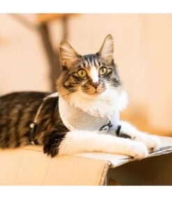 Catspia Catspia Tia Harness Melange Grey -Hondenmode catspia tia harness melange grey 2