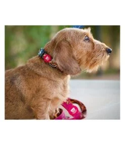 Dukier Dukier Halsband Collar Savana 7 Dukier Dukier Halsband Collar Savana -Hondenmode dukier halsband collar savana 2