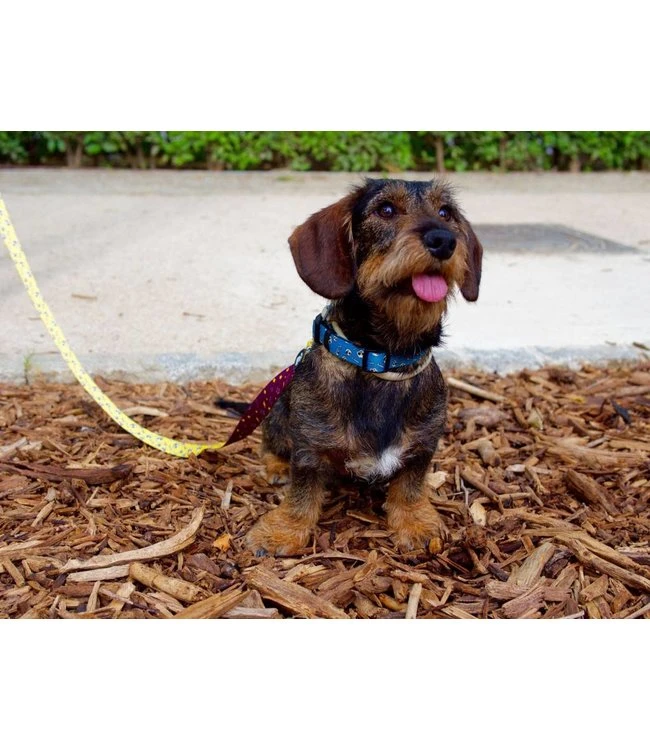 Dukier Dukier Halsband Collar Skulls 4 Dukier Dukier Halsband Collar Skulls - Afbeelding 2