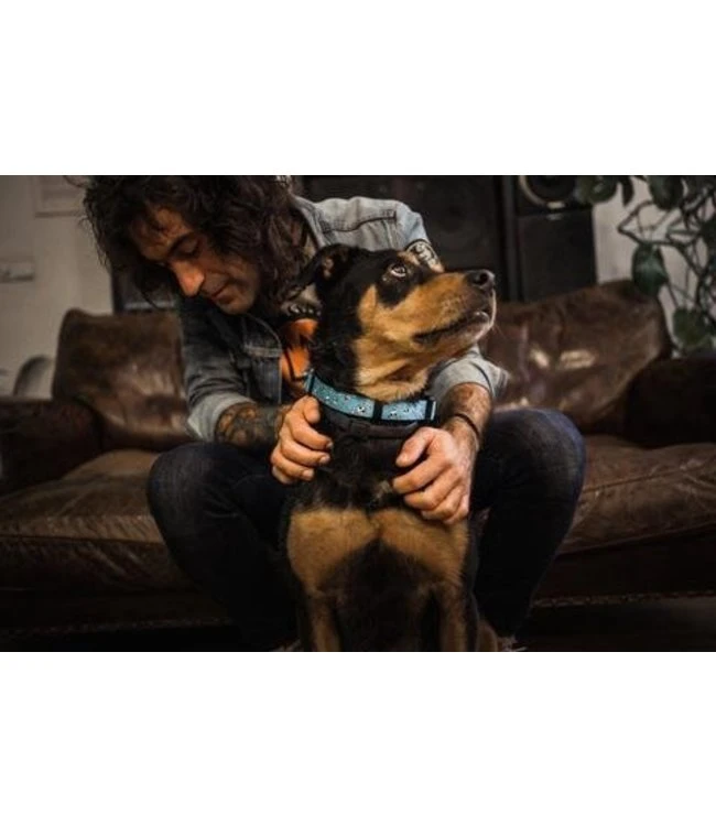 Dukier Dukier Halsband Collar Skulls 5 Dukier Dukier Halsband Collar Skulls - Afbeelding 3