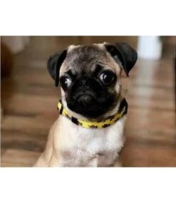 Dukier Dukier Halsband Collar Superdog 6 Dukier Dukier Halsband Collar Superdog -Hondenmode dukier halsband collar superdog 1