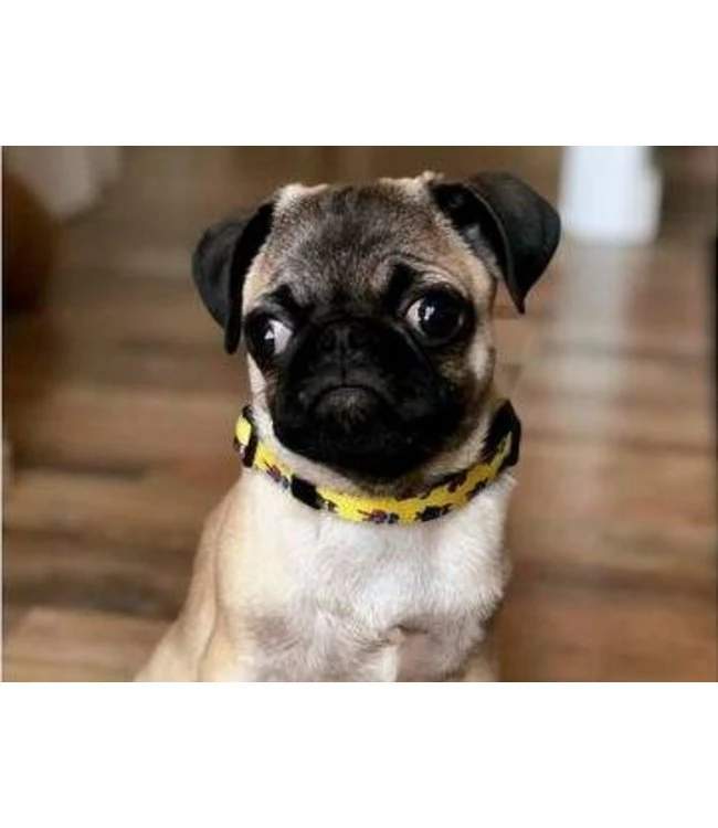 Dukier Dukier Halsband Collar Superdog 4 Dukier Dukier Halsband Collar Superdog - Afbeelding 2