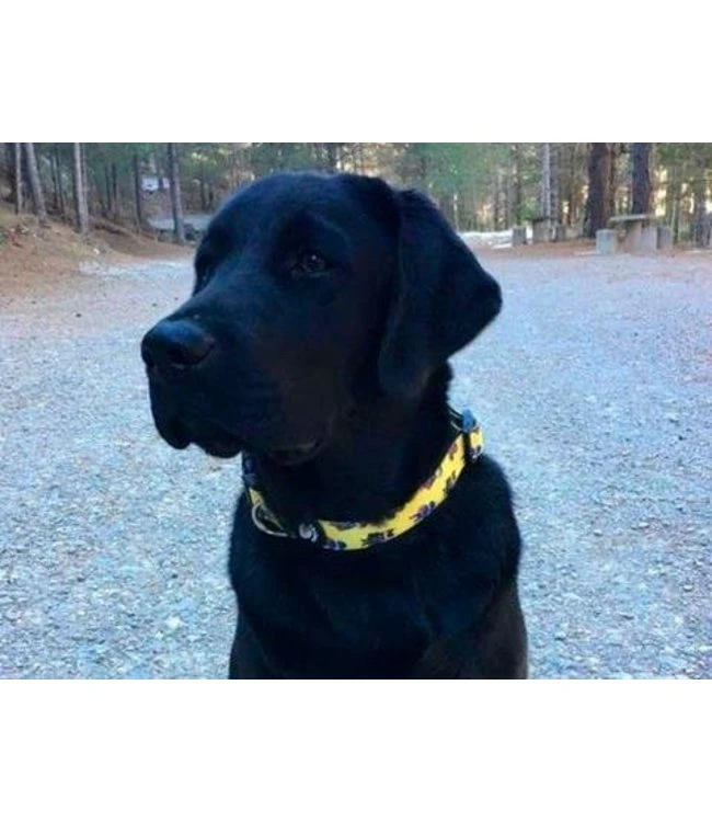 Dukier Dukier Halsband Collar Superdog 5 Dukier Dukier Halsband Collar Superdog - Afbeelding 3