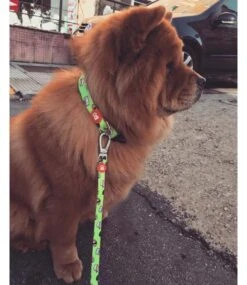 Dukier Dukier Halsband Collar Sushi -Hondenmode dukier halsband collar sushi 1