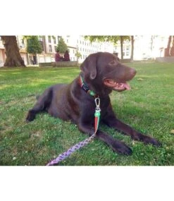 Dukier Dukier Halsband Watermelon -Hondenmode dukier halsband watermelon 2