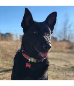 Dukier Dukier Halsband Watermelon