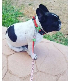 Dukier Dukier Halsband Watermelon -Hondenmode dukier halsband watermelon 3