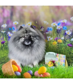 Frenkiez Frenkiez Paasbox Boyzz