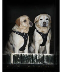 Frenkiez Frenkiez Reflective No Pull Dog Harness Black -Hondenmode frenkiez reflective no pull dog harness black 5