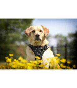 Frenkiez Frenkiez Reflective No Pull Dog Harness Black -Hondenmode frenkiez reflective no pull dog harness black 9