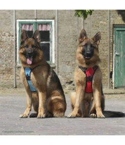 Frenkiez Frenkiez Reflective No Pull Dog Harness Blue XS & S ) -Hondenmode frenkiez reflective no pull dog harness blue xs s 2